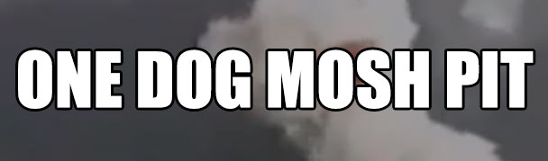 OneDogMoshPit