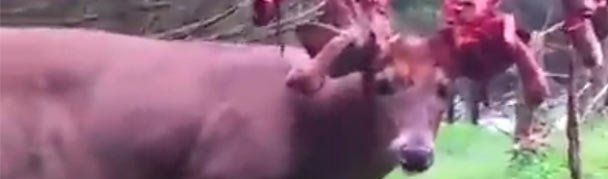 metaldeer